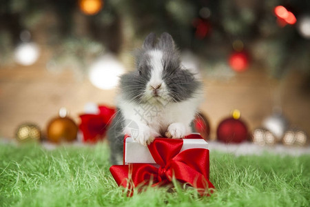 节日圣诞可爱小兔子图片