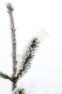 冬季森林上的圣诞树分支图片