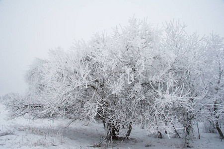 冬季景观雪中的冬树图片