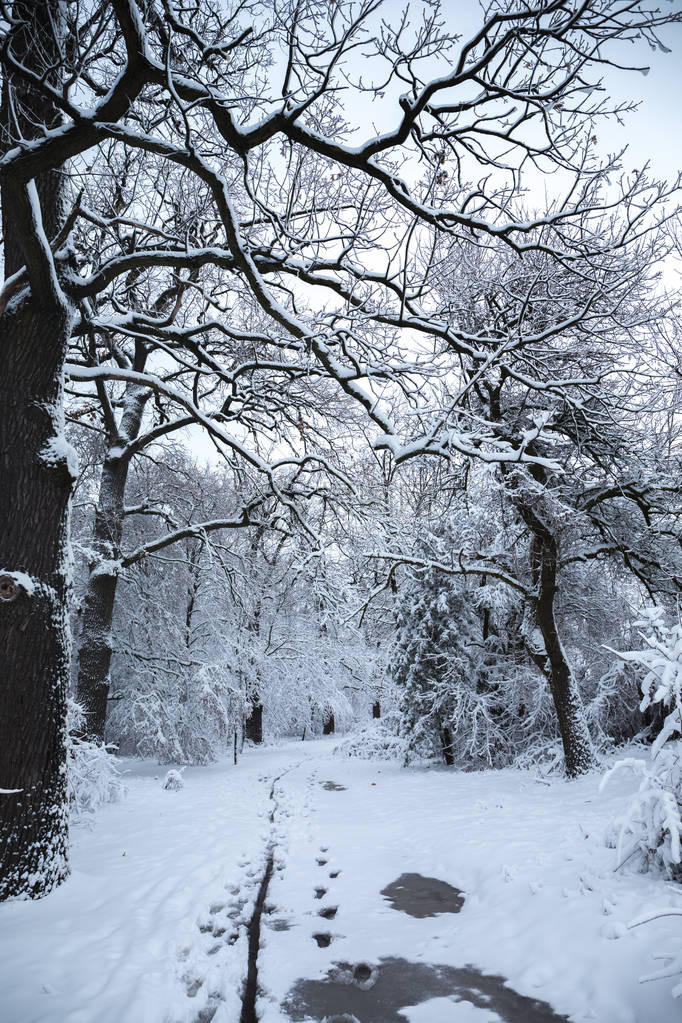 公园里美丽的冬季雪景图片