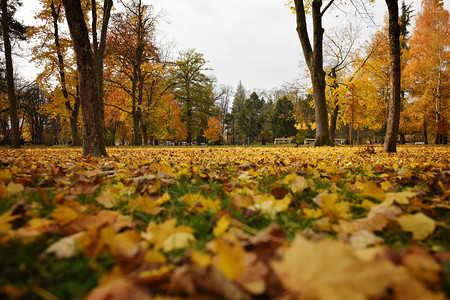 秋季公园的落地休假斯洛文尼亚M图片
