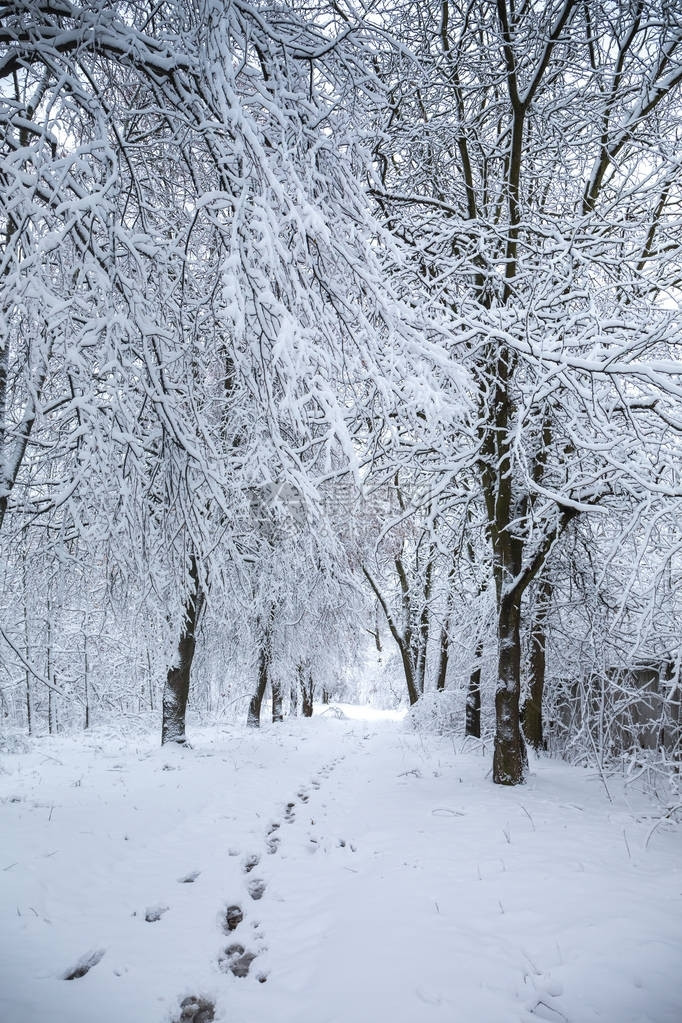 公园里美丽的冬季雪景图片