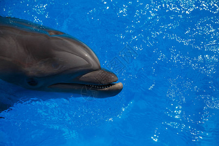 微笑的海豚海豚图片