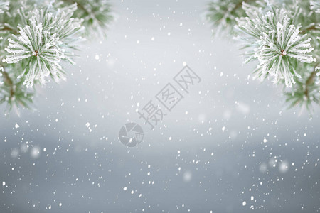 冬季背景松树复制空间上飘落的雪图片