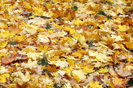 草地上的金色枫叶季节背景和壁纸图片