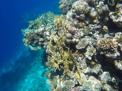 海底世界红海珊瑚埃及图片