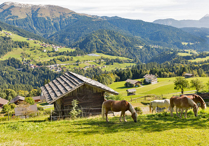 阿尔卑斯山农村风景和牧马奥地背景图片