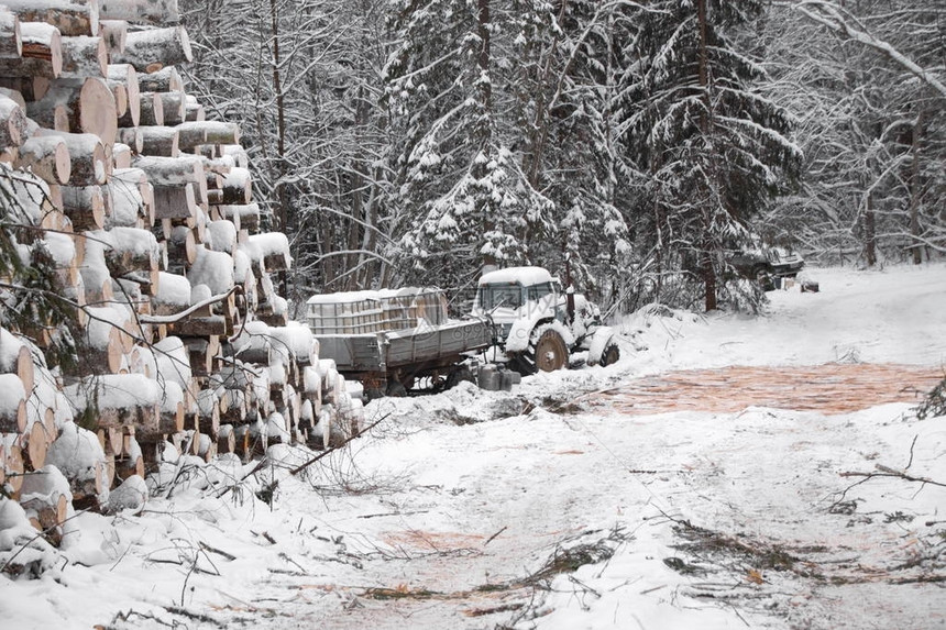 冬季在林木堆的软木和硬木中生图片
