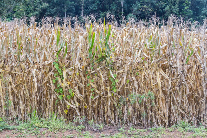 巴西南里奥格兰德省Corn种植园G图片