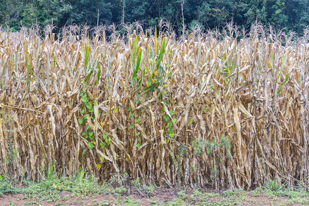 巴西南里奥格兰德省Corn种植园G高清图片