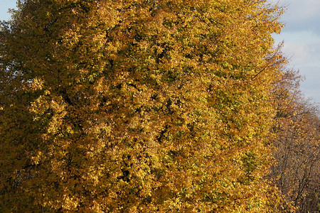 秋天五颜六色的树木颜色从绿色到黄色和橙色不等树木开始在地上落叶图片