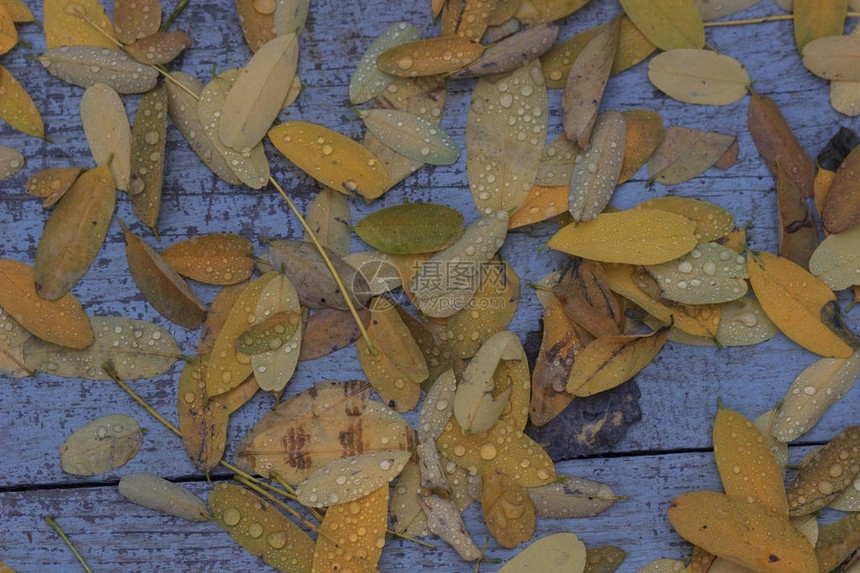 与叶子和雨水滴落的秋天背景图片