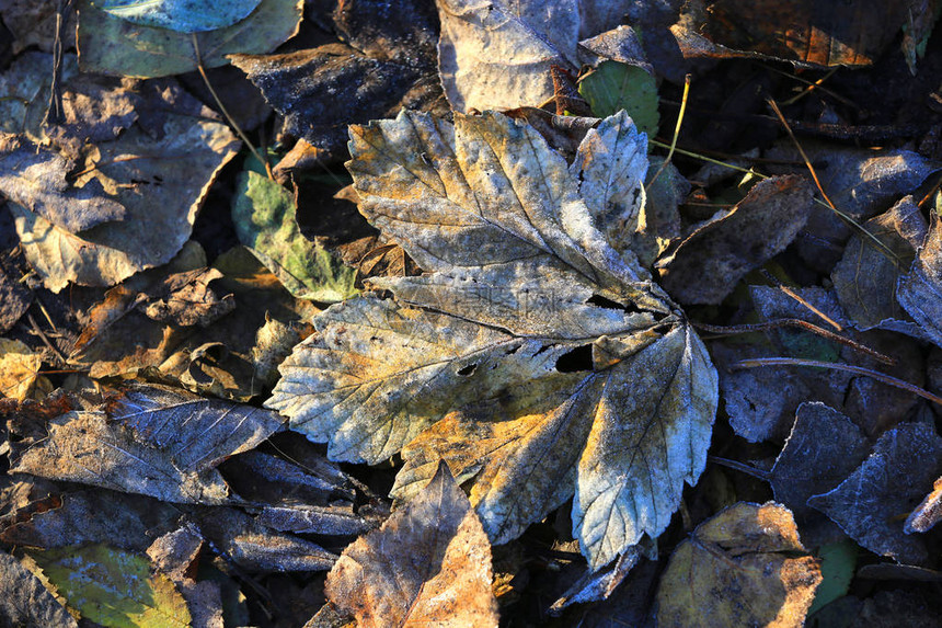 冻结的秋叶图片