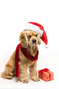 白底带一条红围巾狗坐着礼物盒靠近狗背景图片