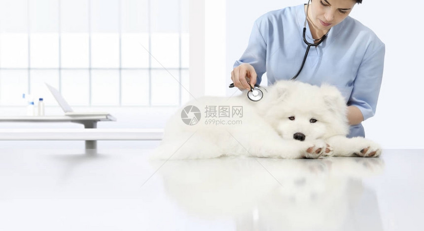 兽医诊所桌旁有听诊器的兽医病图片
