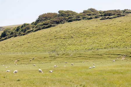 羊和羔在美丽的绿七图片