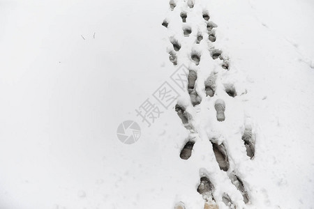 雪地上的脚印第一场雪上的脚印鞋子和脚印动物和鸟类在图片