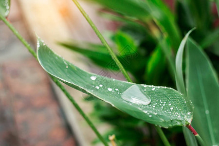 雨季落在树叶上图片