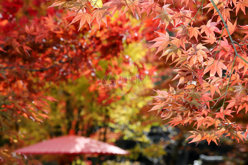 日本枫树与传统红伞图片