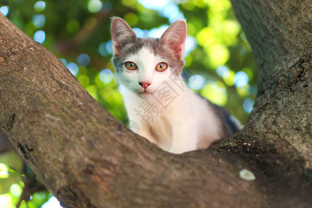 树上的猫图片