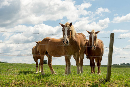 四匹马站在牧场上望着栅栏图片