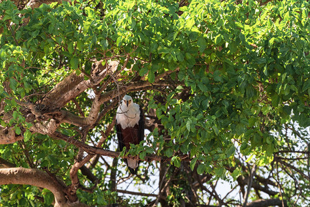 鱼鹰在树上塞伦盖蒂格鲁图片