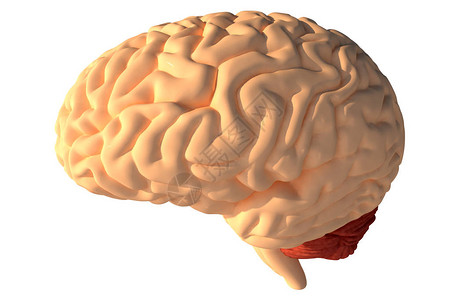 人类大脑3D在白图片