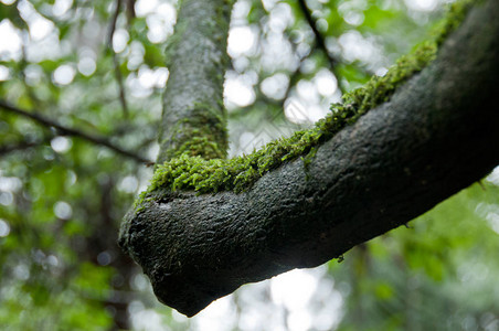 森林中黑色潮湿树干上的苔藓地衣图片