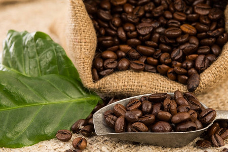 黄麻袋和绿叶中新鲜烘焙咖啡豆的特写图片