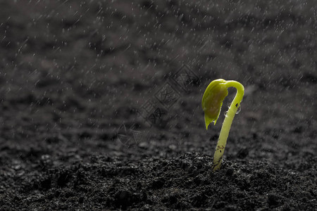 在下雨时从土壤中生图片