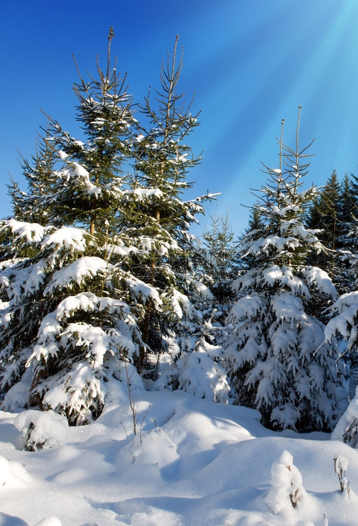 冬季风景有雪树和阳光图片