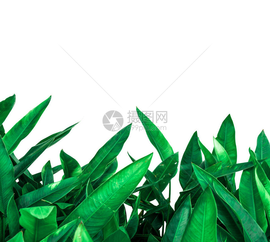 绿叶背景与白色背景隔绝并有图片或文图片