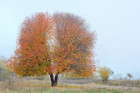 孤独的秋天樱桃树图片