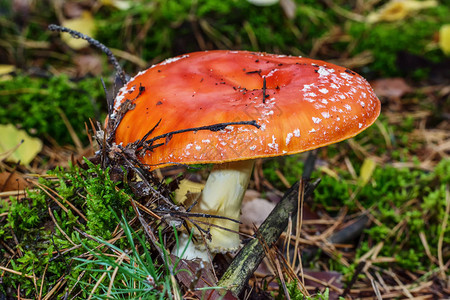 秋季森林的红蘑菇图片
