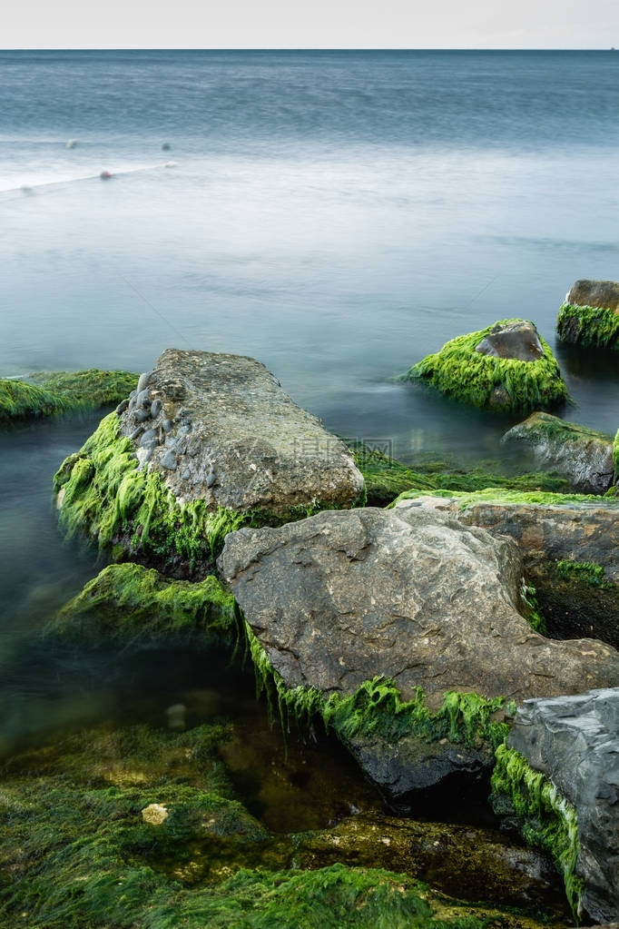 绿藻类覆盖的海洋和图片