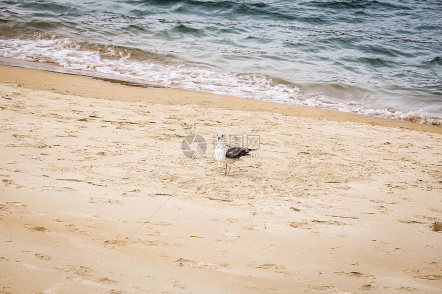 海鸥栖息在空荡的沙滩上图片