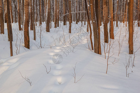 在树木背景下冬季雪图片