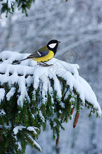 冬天山雀坐在被雪覆盖的云杉树枝上背景图片
