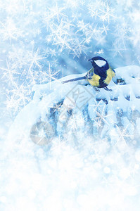 冬天山雀坐在被雪覆盖的云杉树枝上图片