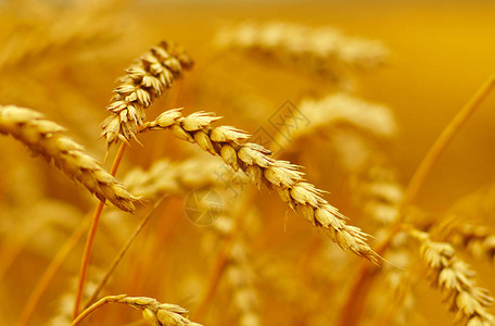 小麦小麦田小麦成熟的背景收图片