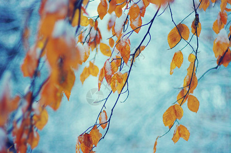 冬季森林中的黄色秋叶图片