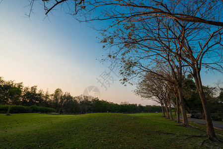 中央绿色公园夏季日景图片