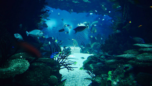 深海五颜六色的鱼在大水族馆游泳图片