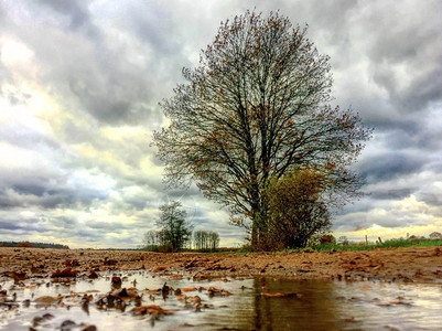 孤树在天空下暴雨过后水坑的水里反图片