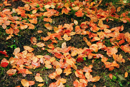 森林苔藓上的黄色秋叶图片