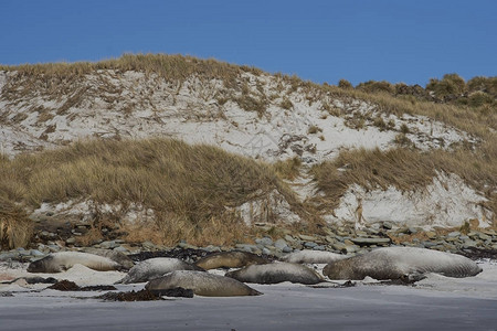 南大象海豹群MiroungaLeonina躺在福克兰群岛图片