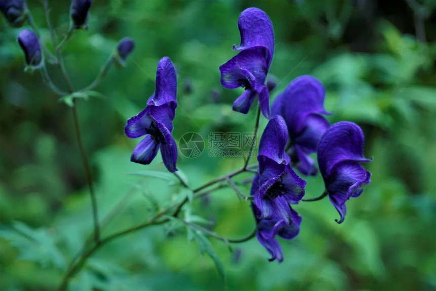 森林中紫色乌头花的特写图片