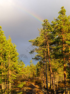 雨后森林中的彩虹图片