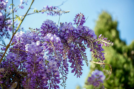 Wisteria鲜花图片