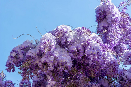 Wisteria鲜花图片